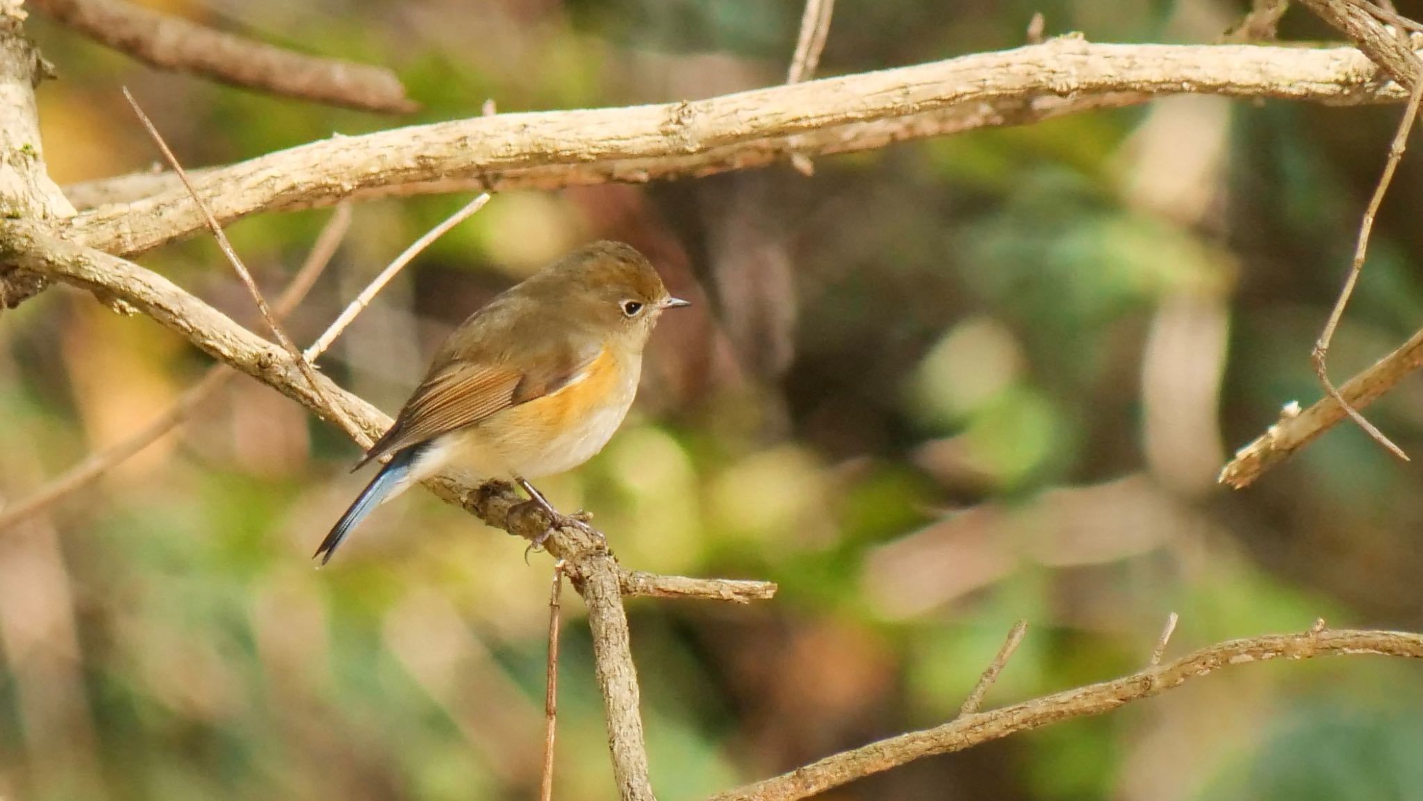 Red-flanked Bluetail