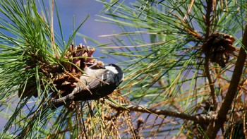 Coal Tit 箕面山 Sat, 11/19/2022