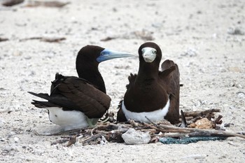 カツオドリ Michaelmas Cay 2022年10月10日(月)