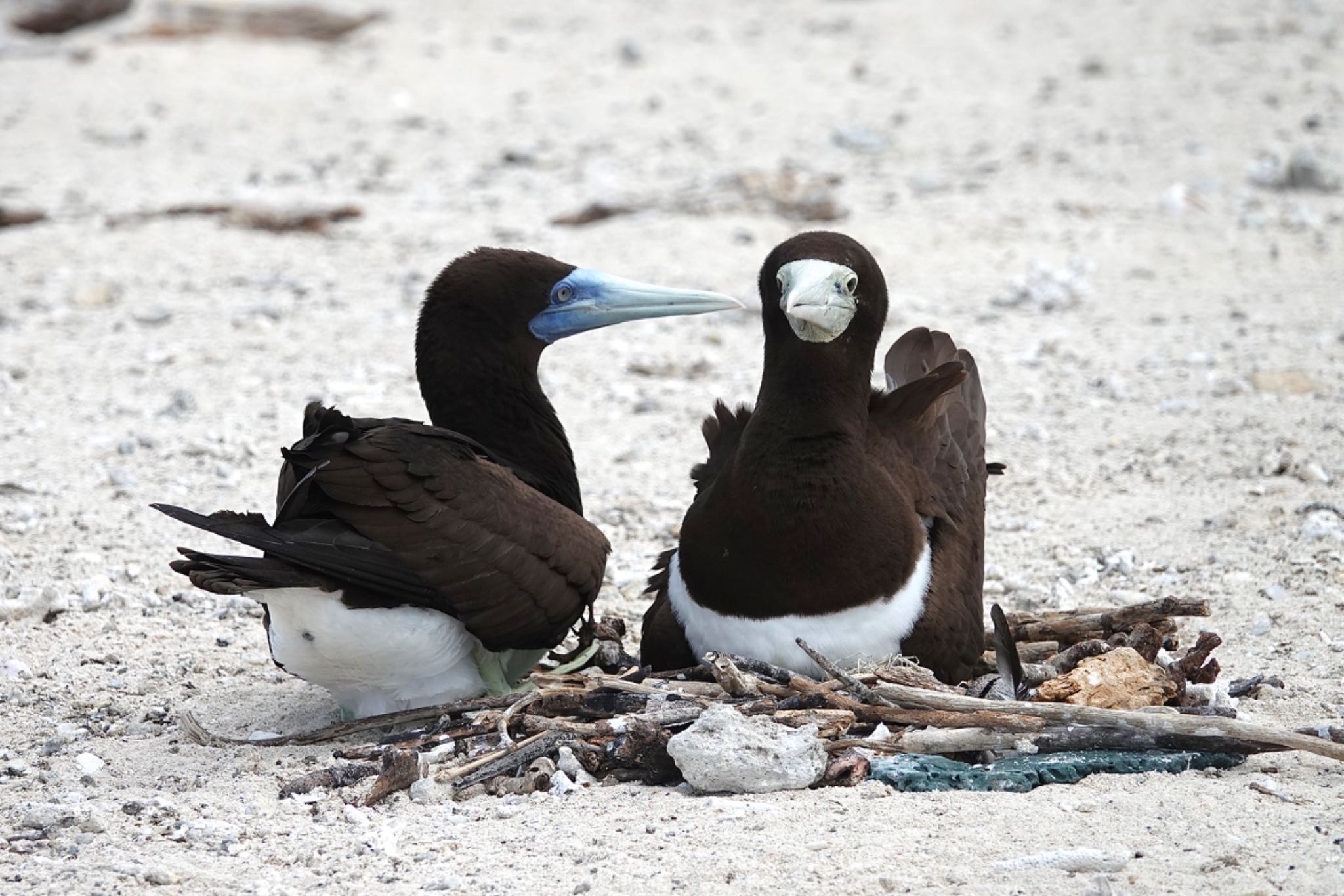 Michaelmas Cay カツオドリの写真 by のどか