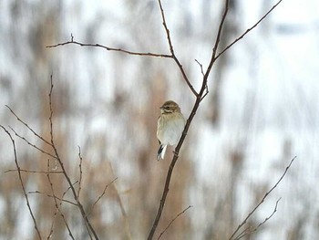 2018年2月10日(土) 滋賀県 湖北の野鳥観察記録