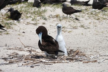 カツオドリ Michaelmas Cay 2022年10月10日(月)