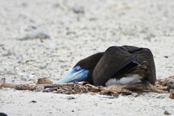 カツオドリ Michaelmas Cay 2022年10月10日(月)