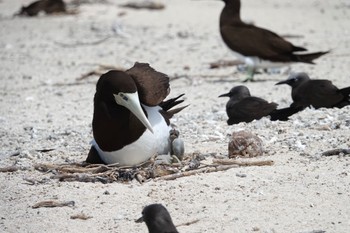 カツオドリ Michaelmas Cay 2022年10月10日(月)