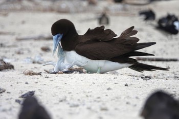 カツオドリ Michaelmas Cay 2022年10月10日(月)