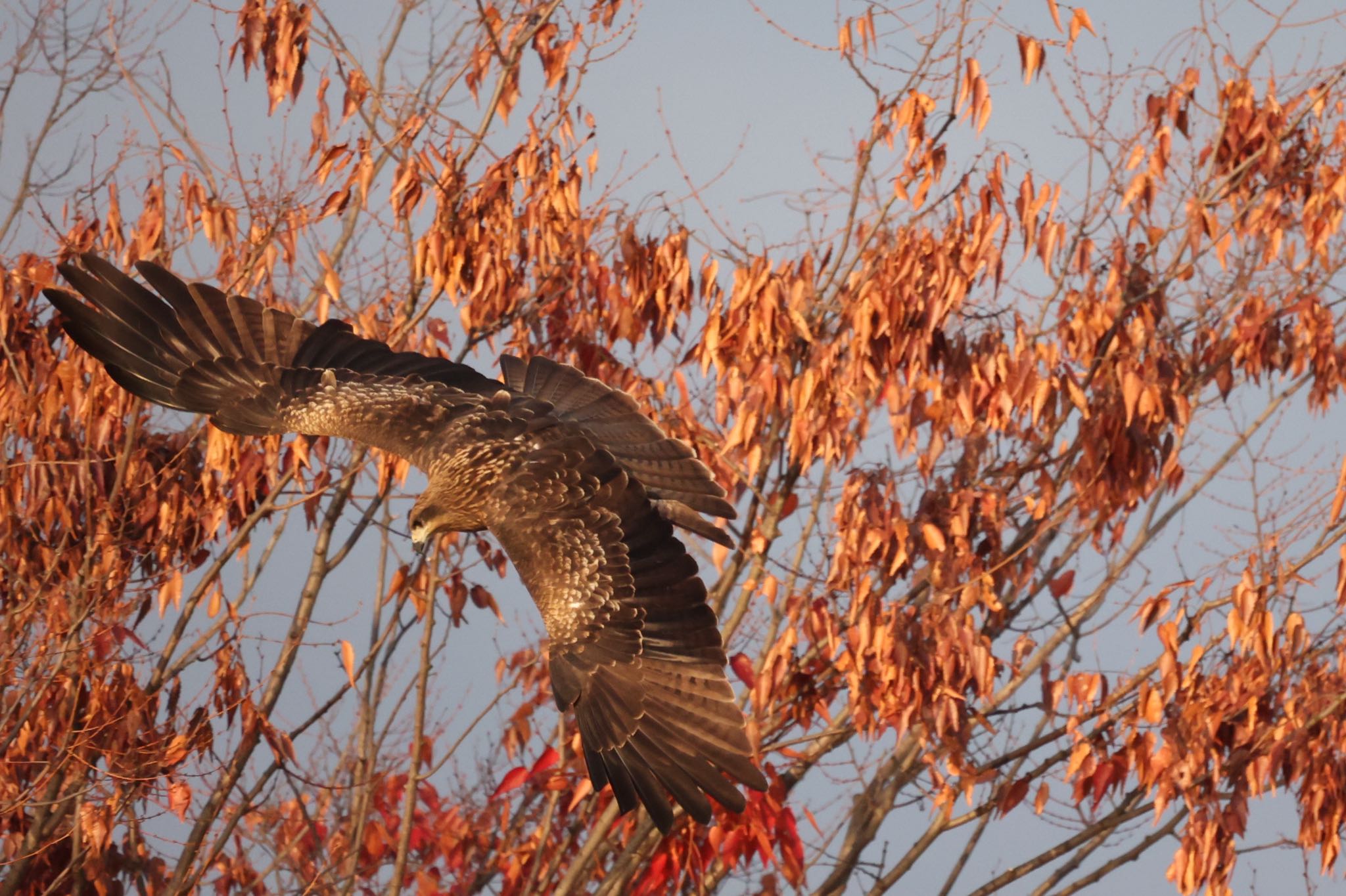 Photo of Black Kite at 鴨川デルタ by Naosuke