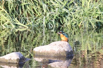 Common Kingfisher 鴨川デルタ Sat, 11/19/2022