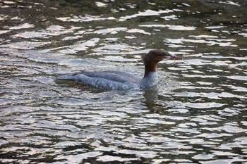 Common Merganser 鴨川デルタ Sat, 11/19/2022