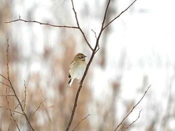 シベリアジュリン 滋賀県 湖北 2018年2月10日(土)