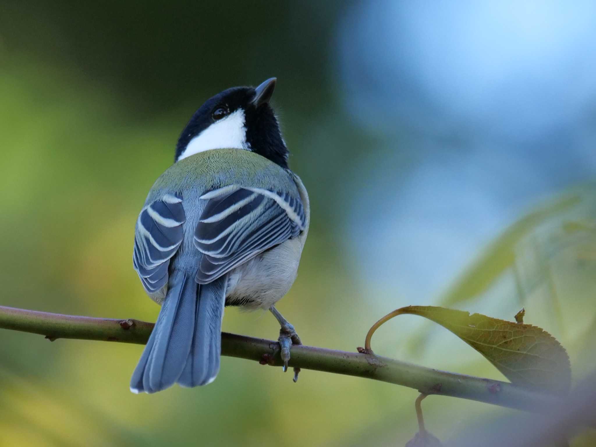 都内洗足池 シジュウカラの写真