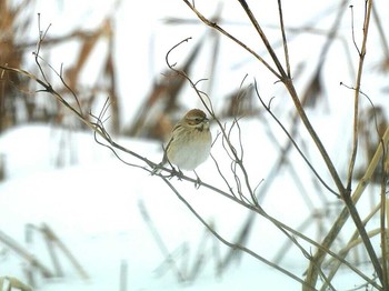 シベリアジュリン 滋賀県 湖北 2018年2月10日(土)