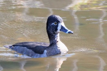 クビワキンクロ こども自然公園 (大池公園/横浜市) 2022年11月12日(土)