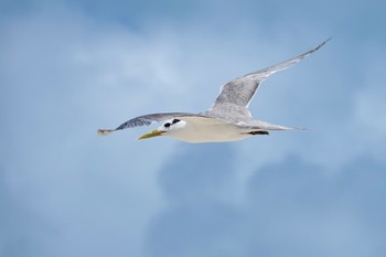 Greater Crested Tern Michaelmas Cay Mon, 10/10/2022