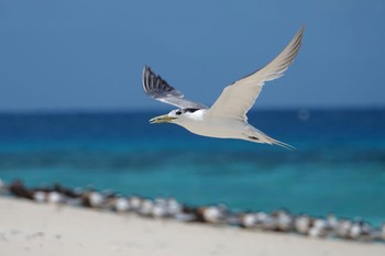 Greater Crested Tern Michaelmas Cay Mon, 10/10/2022