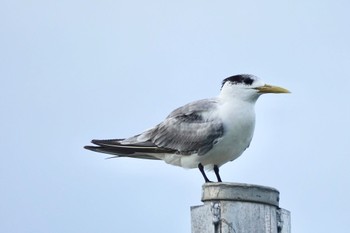 Greater Crested Tern Michaelmas Cay Mon, 10/10/2022