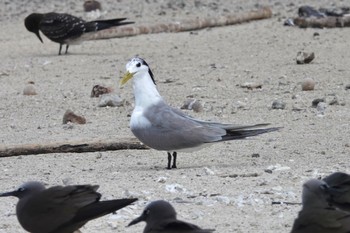 Greater Crested Tern Michaelmas Cay Mon, 10/10/2022