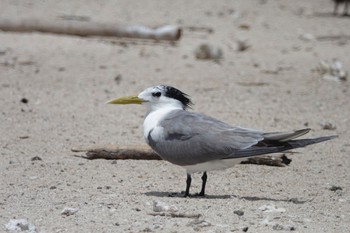 Greater Crested Tern Michaelmas Cay Mon, 10/10/2022