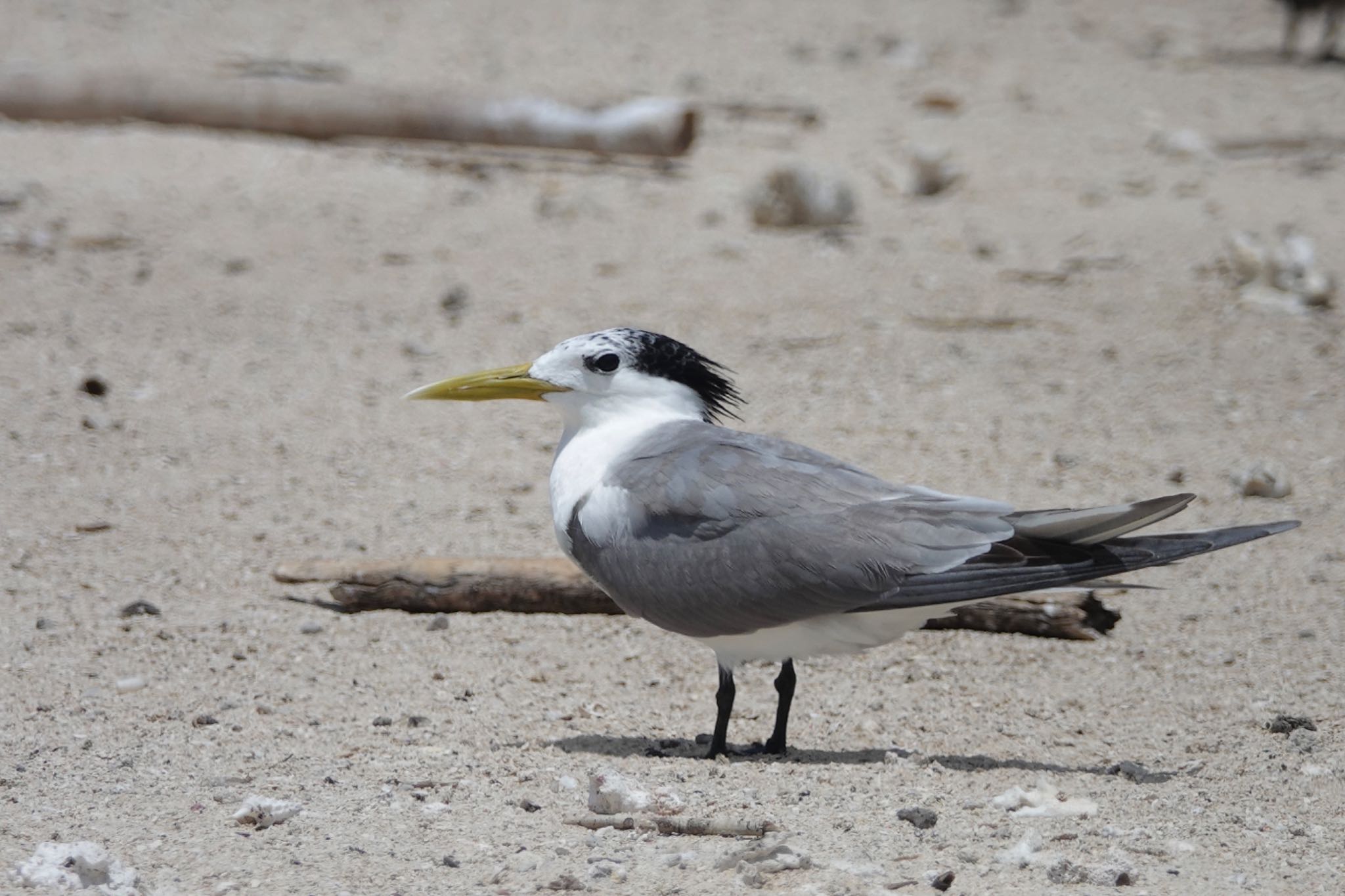 Michaelmas Cay オオアジサシの写真 by のどか