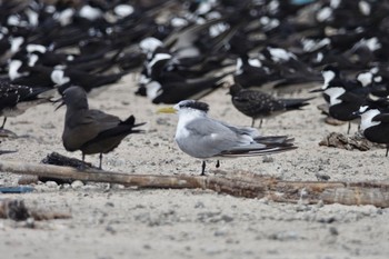 Greater Crested Tern Michaelmas Cay Mon, 10/10/2022