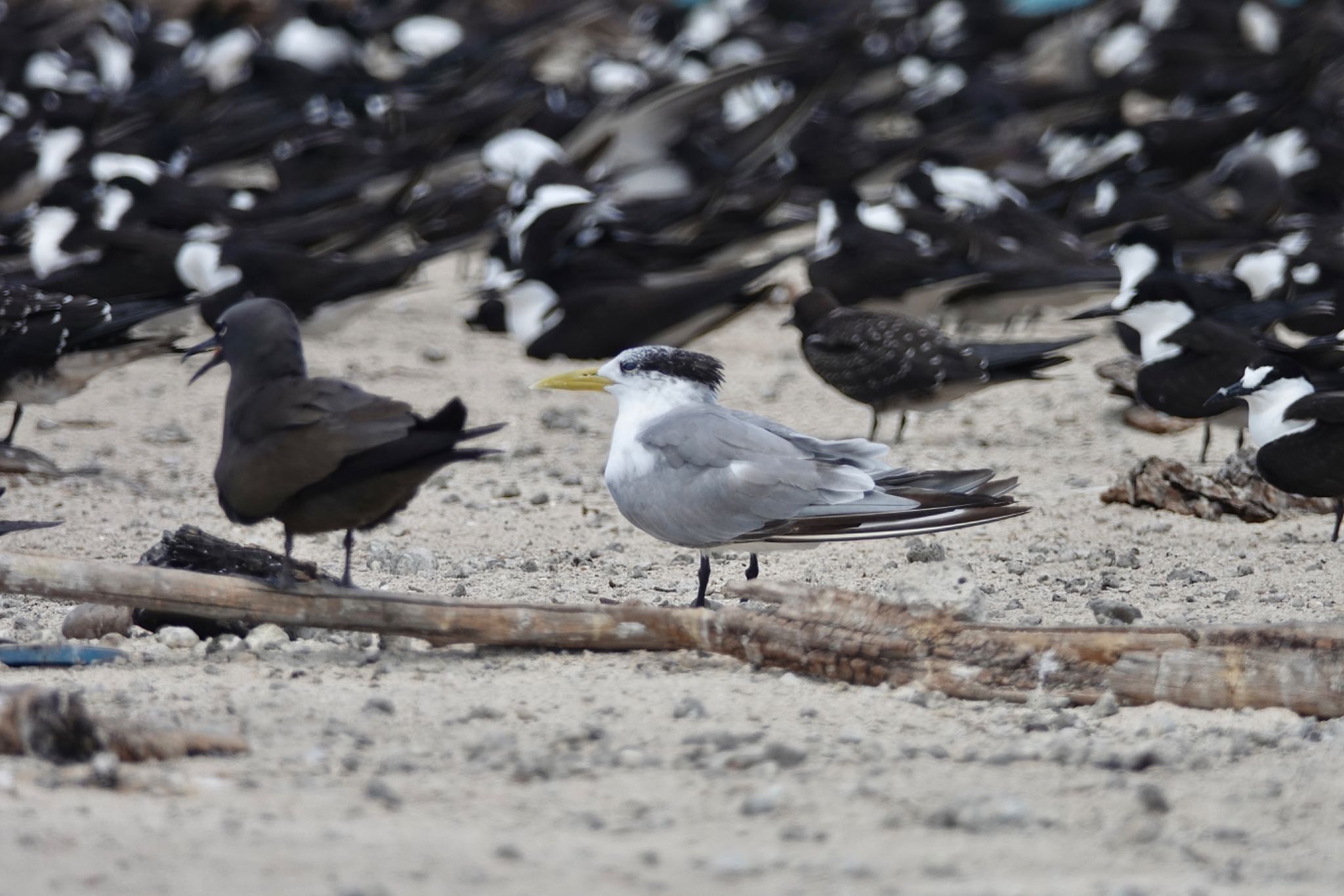 Photo of Greater Crested Tern at Michaelmas Cay by のどか