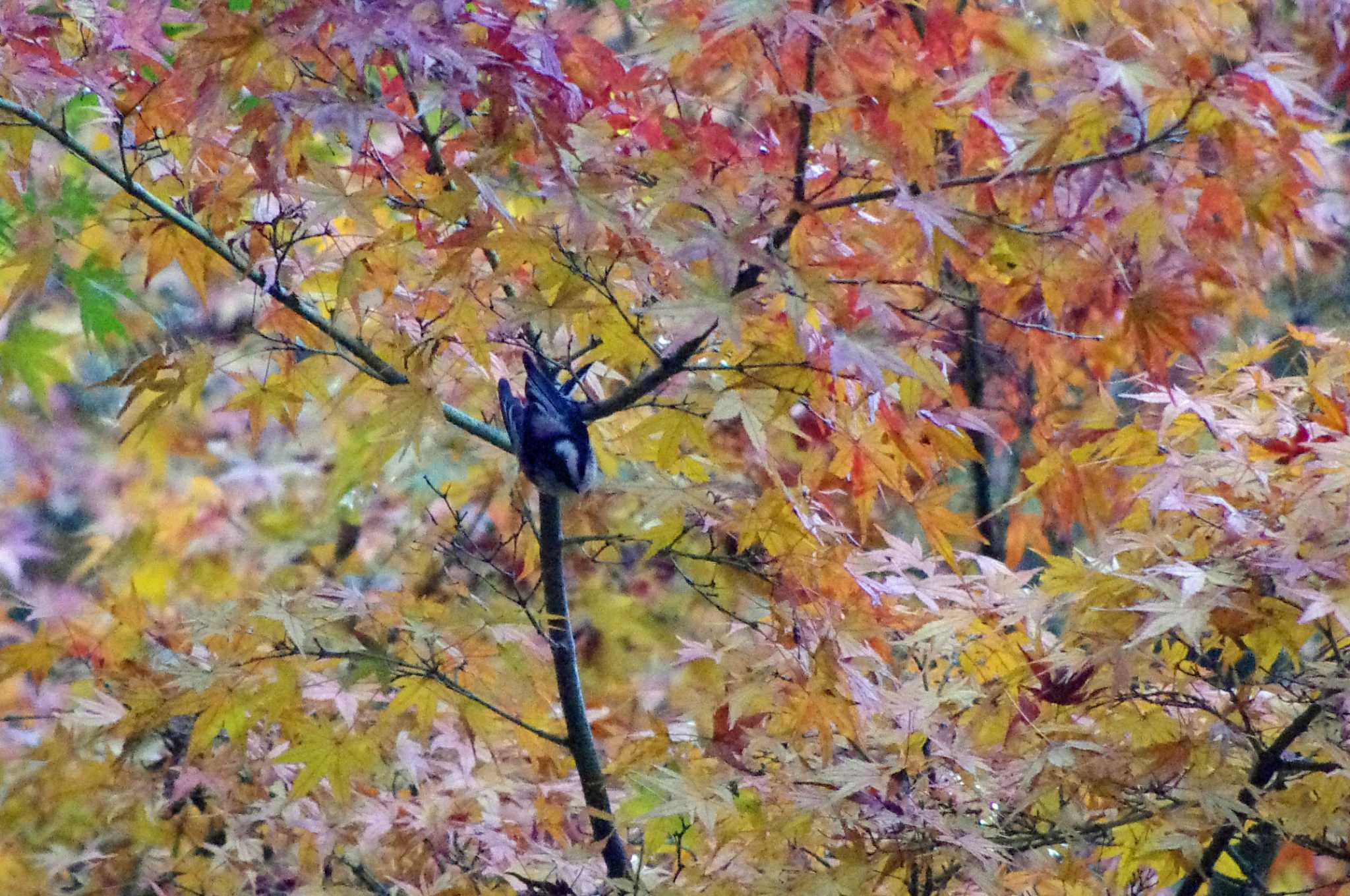 松尾寺公園 エナガの写真