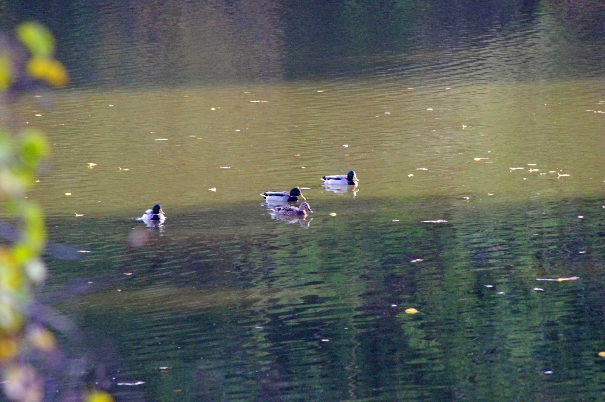 松尾寺公園 マガモの写真