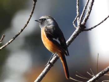 Daurian Redstart 丹沢湖 Sun, 11/6/2022