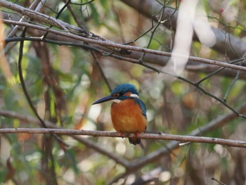 2022年11月19日(土) 泉の森公園の野鳥観察記録