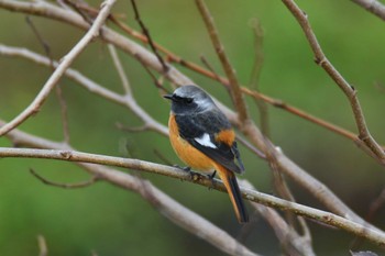 2022年11月20日(日) 野川の野鳥観察記録