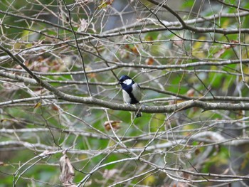 Japanese Tit みちのく杜の湖畔公園 Sat, 10/22/2022