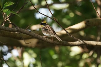 2022年11月20日(日) 松江市の野鳥観察記録