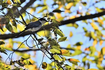 リュウキュウサンショウクイ 神代植物公園 2022年11月17日(木)