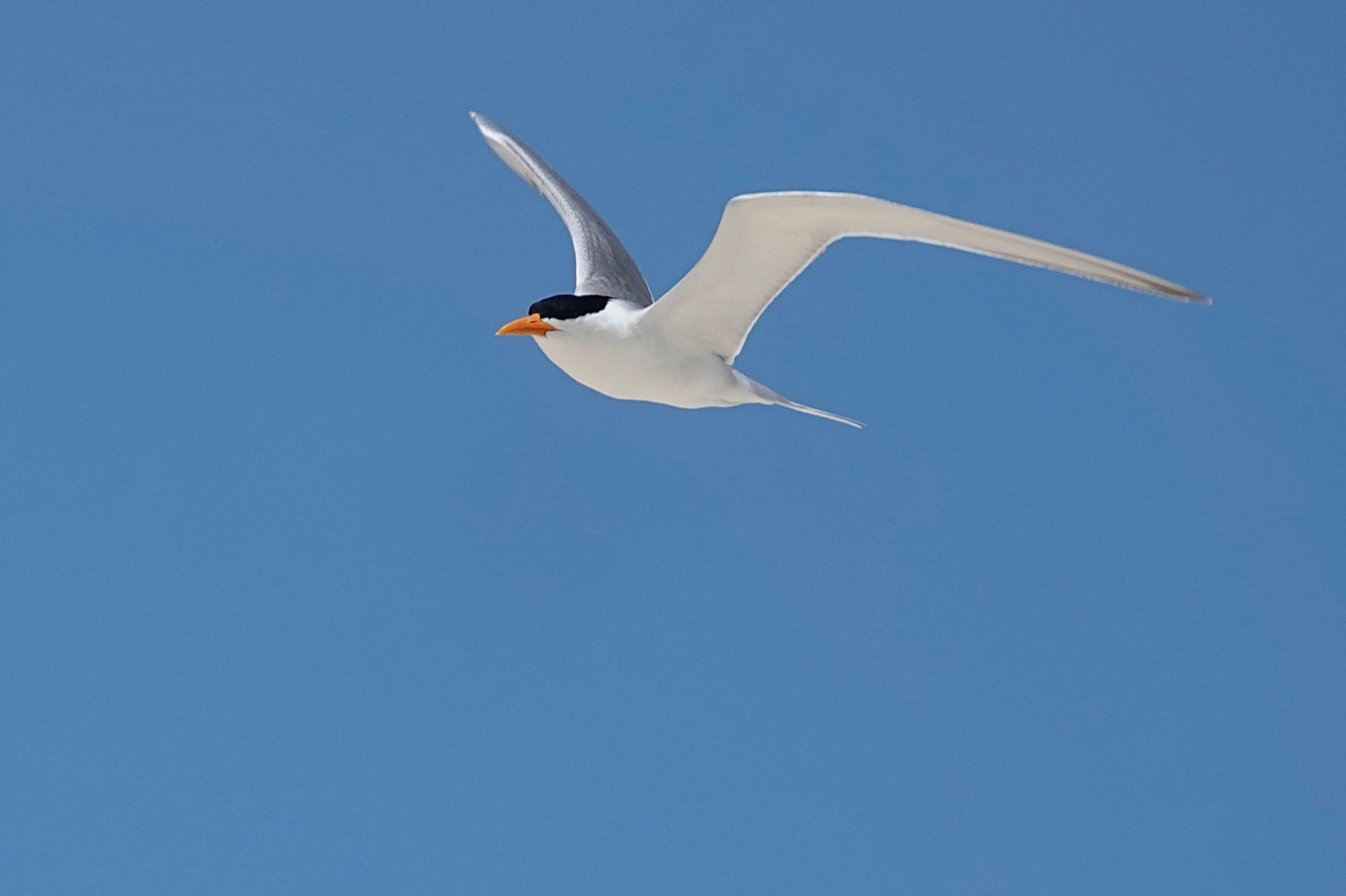 Michaelmas Cay ベンガルアジサシの写真 by のどか