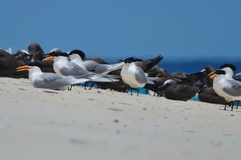 ベンガルアジサシ Michaelmas Cay 2022年10月10日(月)