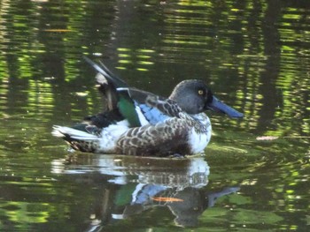 ハシビロガモ 菊名池公園(神奈川県横浜市) 2022年10月29日(土)