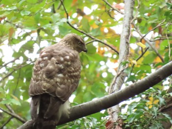 Eurasian Goshawk Mizumoto Park Sun, 11/20/2022