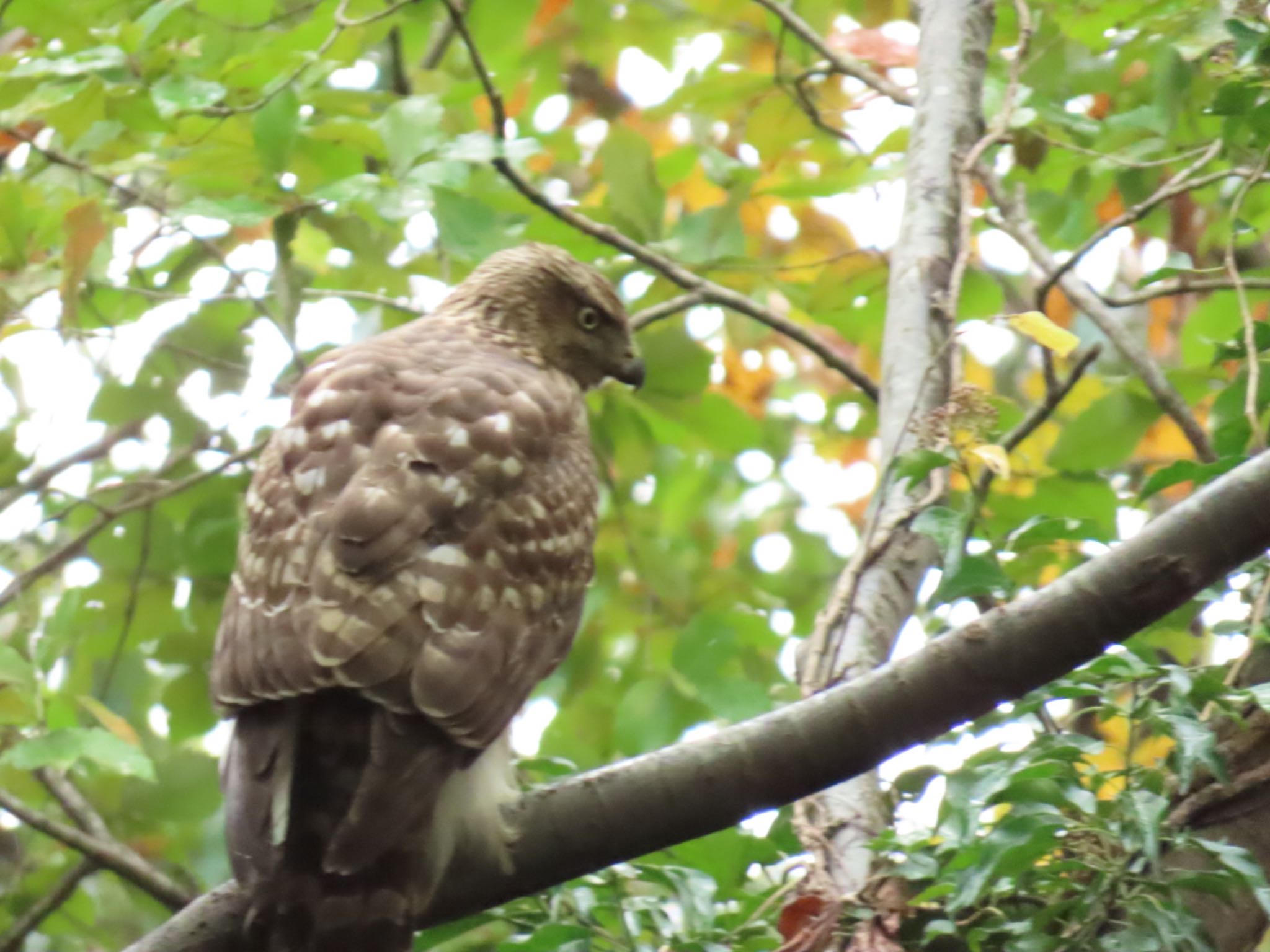 Photo of Eurasian Goshawk at Mizumoto Park by toritoruzo 