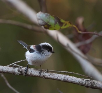 Long-tailed Tit 東京都多摩地域 Fri, 11/18/2022