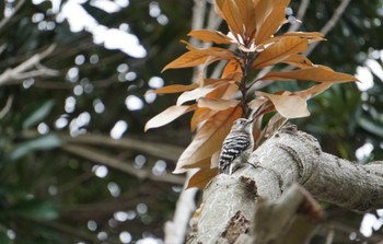 Japanese Pygmy Woodpecker いたち川 Sun, 11/20/2022