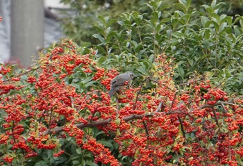 Brown-eared Bulbul Unknown Spots Tue, 1/5/2016