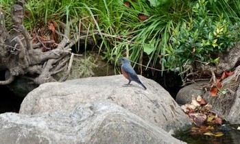 Blue Rock Thrush Unknown Spots Tue, 1/5/2016