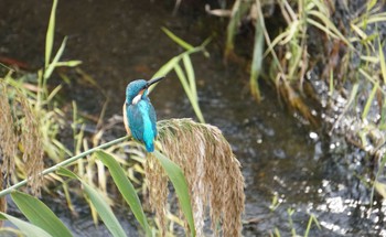 Common Kingfisher いたち川 Sun, 11/20/2022