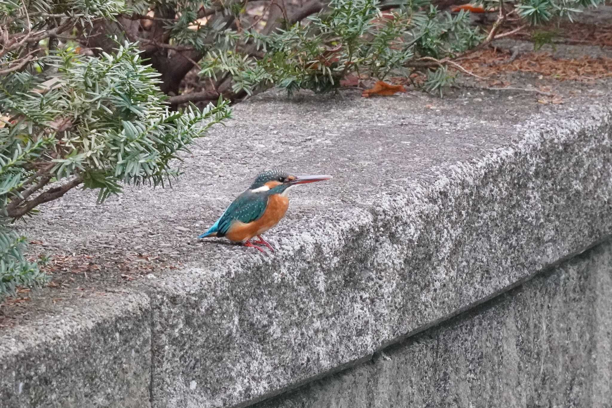 埼玉県 カワセミの写真 by どばと