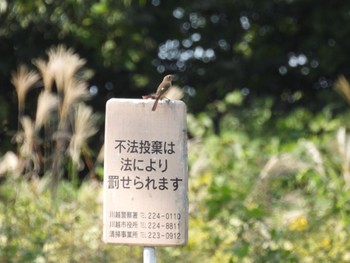 Daurian Redstart 川越市 池辺 Sun, 10/30/2022