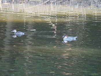 2022年11月19日(土) 葛西臨海公園の野鳥観察記録