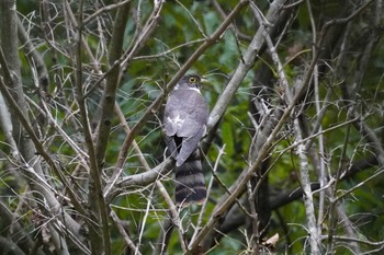 2022年10月12日(水) 埼玉県の野鳥観察記録