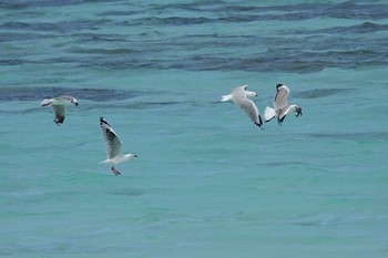 ギンカモメ Michaelmas Cay 2022年10月10日(月)