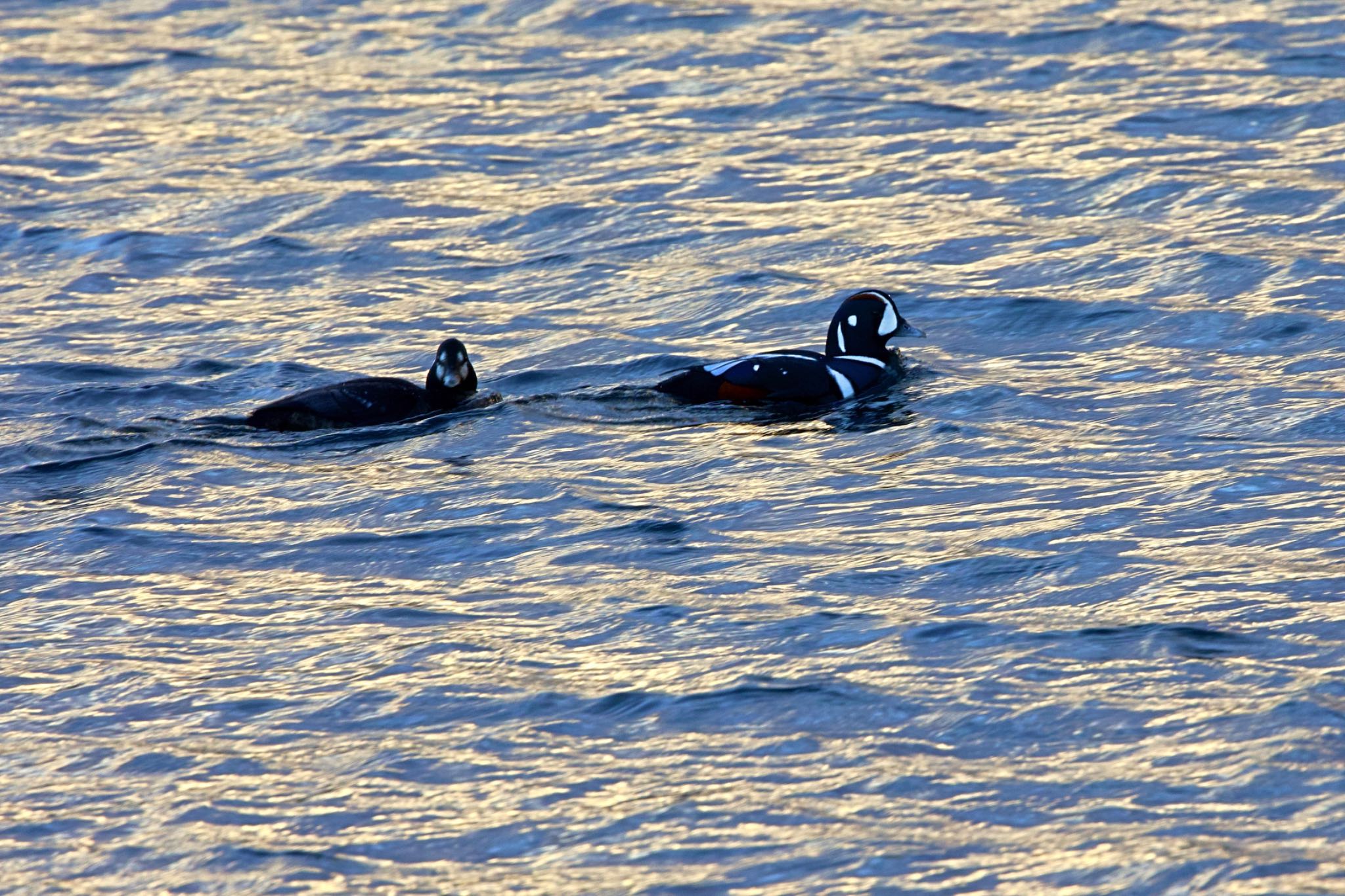 Harlequin Duck