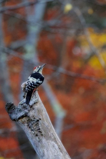 White-backed Woodpecker 野幌森林公園 Sun, 11/13/2022