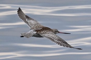 Bar-tailed Godwit 雲出川河口 Unknown Date